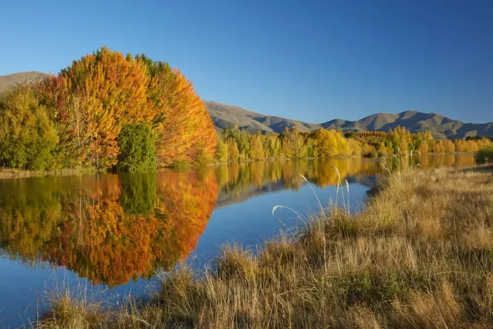 Framed Print : Autumn reflections in Kellands Pond, near Twizel, Mackenzie District, South Canterbury Framed Print : Autumn reflections in Kellands Pond, near Twizel, Mackenzie District, South Canterbury