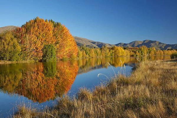 Autumn reflections in Kellands Pond, near Twizel, Mackenzie District, South Canterbury