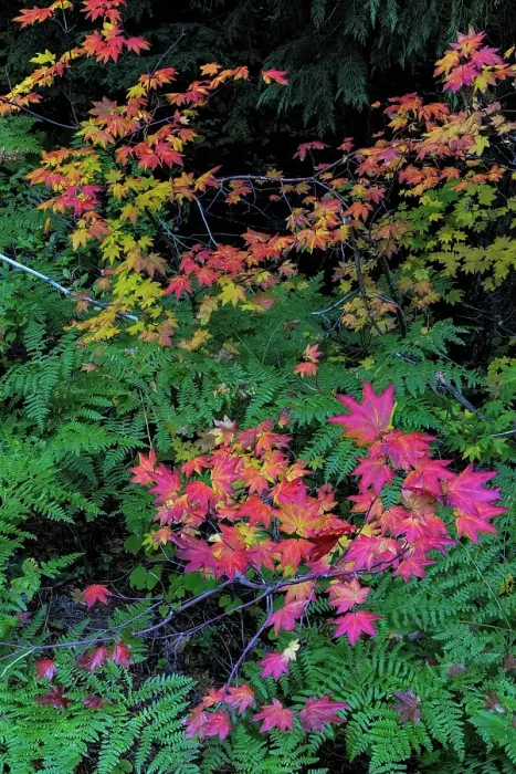Framed Print : Autumn Rocky Mountain Maples and Ferns in Mount Rainier National Park, Washington State, USA