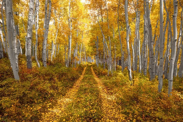 Autumn in the Rocky Mountains of Colorado, as Aspen trees turn bright yellow gold