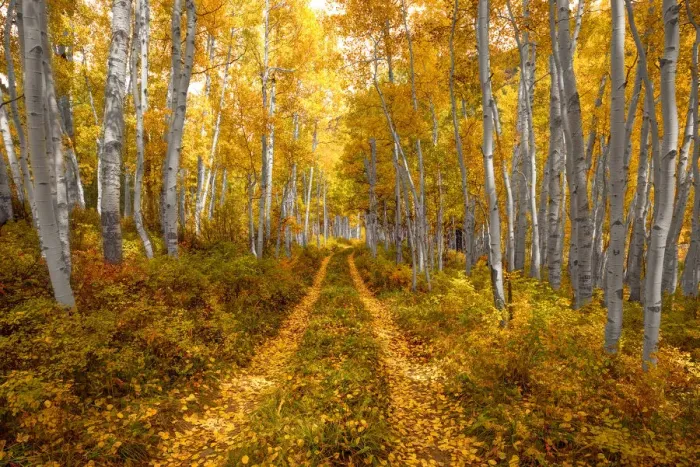 Framed Print : Autumn in the Rocky Mountains of Colorado, as Aspen trees turn bright yellow gold Framed Print : Autumn in the Rocky Mountains of Colorado, as Aspen trees turn bright yellow gold
