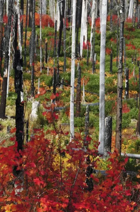 Framed Print : Autumn at the Santiam Pass, Oregon, USA Framed Print : Autumn at the Santiam Pass, Oregon, USA