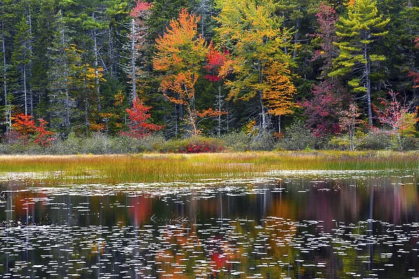 autumn, Somes Pond, Somesville, Mount desert Island, Maine, USA