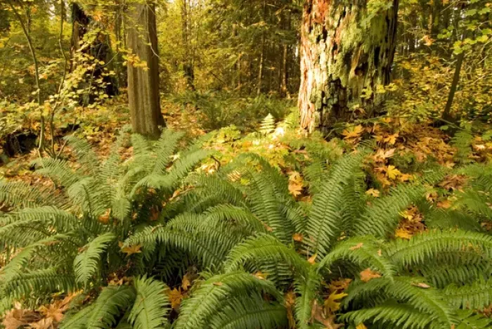 Framed Print : Autumn in Stanley Park, British Columbia