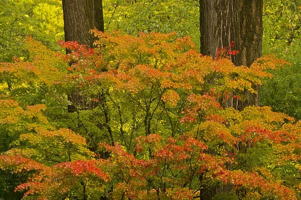 Autumn; strolling garden; Portalnd Japanese Garden; Portland; Oregon; USA