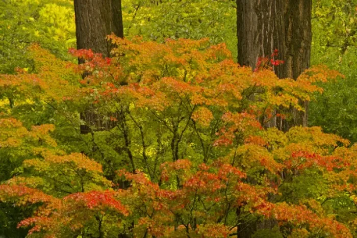 Framed Print : Autumn; strolling garden; Portalnd Japanese Garden; Portland; Oregon; USA Framed Print : Autumn; strolling garden; Portalnd Japanese Garden; Portland; Oregon; USA