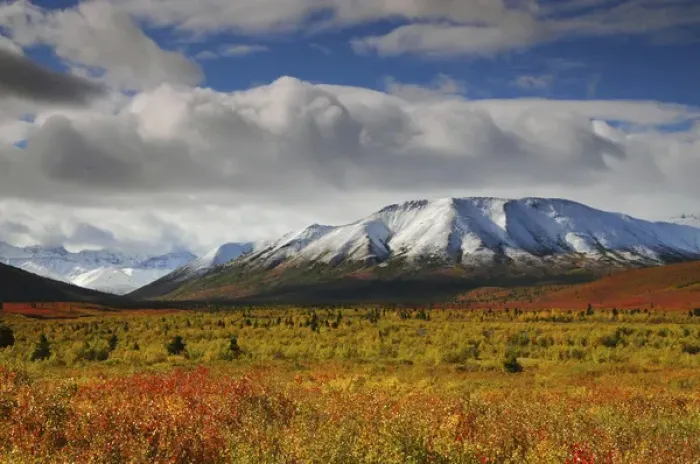 Framed Print : Autumn on the Taiga; Denali National Park; Alaska; USA Framed Print : Autumn on the Taiga; Denali National Park; Alaska; USA