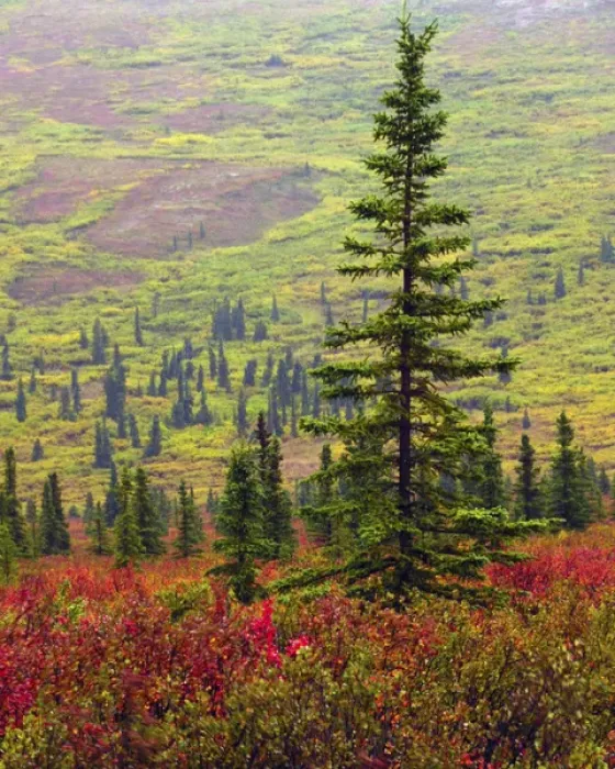 Framed Print : Autumn on the Taiga; Denali National Park; Alaska; USA Framed Print : Autumn on the Taiga; Denali National Park; Alaska; USA