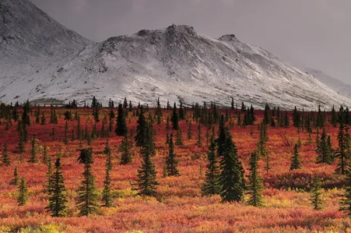 Framed Print : Autumn on the Taiga; Denali National Park; Alaska; USA Framed Print : Autumn on the Taiga; Denali National Park; Alaska; USA