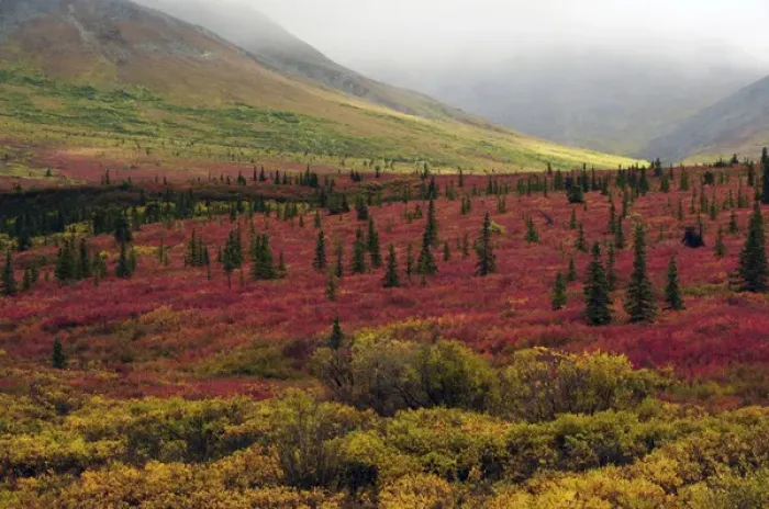 Framed Print : Autumn on the Taiga; Denali National Park; Alaska; USA Framed Print : Autumn on the Taiga; Denali National Park; Alaska; USA