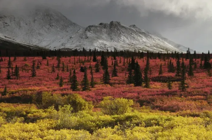 Framed Print : Autumn on the Taiga; Denali National Park; Alaska; USA Framed Print : Autumn on the Taiga; Denali National Park; Alaska; USA