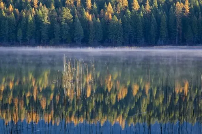Framed Print : Autumn tamaracks reflect against reeds in Murphy Lake at sunrise in the Kootenai Framed Print : Autumn tamaracks reflect against reeds in Murphy Lake at sunrise in the Kootenai