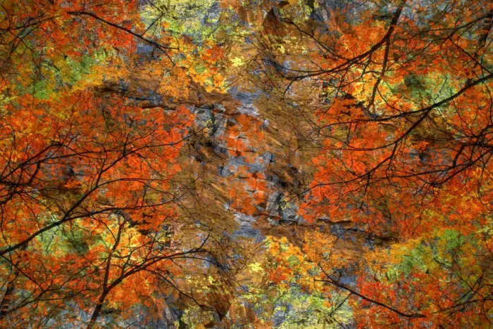 Framed Print : Autumn tree abstract Framed Print : Autumn tree abstract