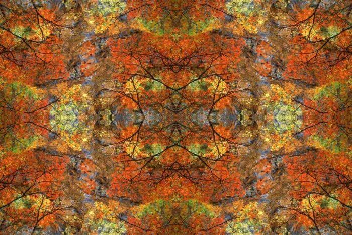 Framed Print : Autumn tree abstract Framed Print : Autumn tree abstract