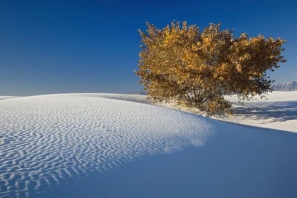 Autumn tree among dunes, White Sands National Monument, New Mexico