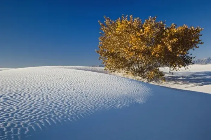 Framed Print : Autumn tree among dunes, White Sands National Monument, New Mexico
