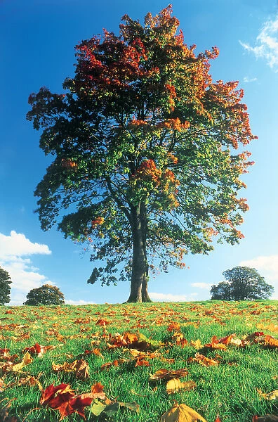 Autumn tree, Lake District, England, UK