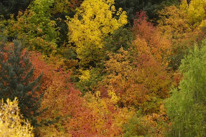 Framed Print : Autumn trees, Arrowtown, near Queenstown, Otago, South Island, New Zealand Framed Print : Autumn trees, Arrowtown, near Queenstown, Otago, South Island, New Zealand