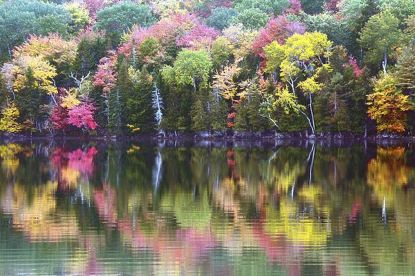 autumn trees; reflection; Great Long Pond; Somesville; Mount desert Island; Maine; USA