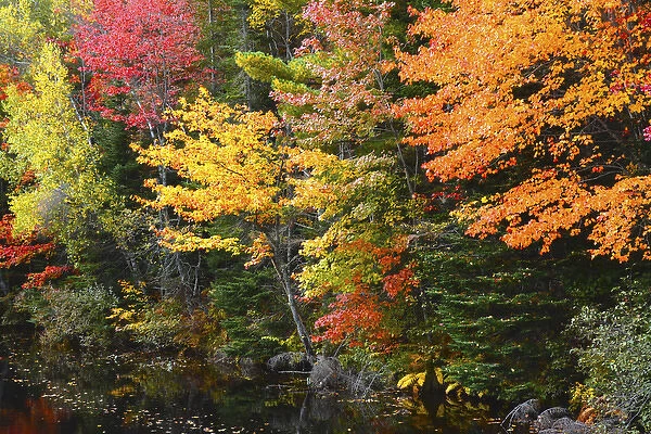 Autumn trees, Sheepscot River, Palermo, Maine, USA