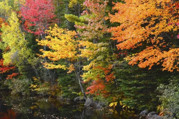 Framed Print : Autumn trees, Sheepscot River, Palermo, Maine, USA