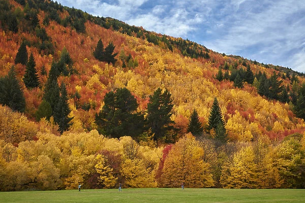 Autumn trees and Wilcox Green, Arrowtown, near Queenstown, Otago, South Island, New