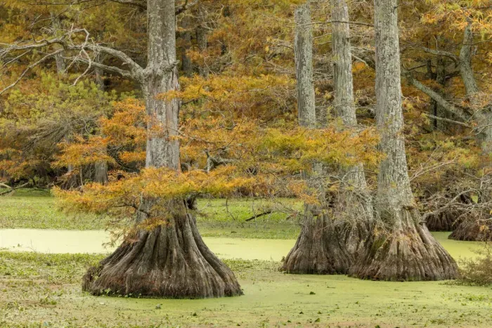 Framed Print : Autumn view of Bald Cypress trees, Reelfoot Lake State Park, Tennessee Framed Print : Autumn view of Bald Cypress trees, Reelfoot Lake State Park, Tennessee
