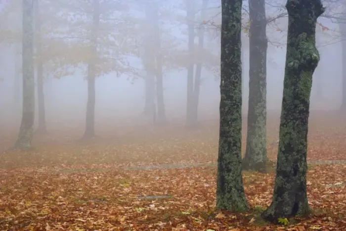 Framed Print : Autumn view of foggy forest, Grandfather Mountain, North Carolina Framed Print : Autumn view of foggy forest, Grandfather Mountain, North Carolina