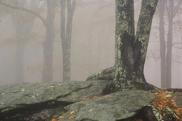 Autumn view of foggy forest, Grandfather Mountain, North Carolina