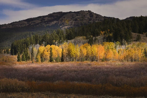 Autumn view of willows and aspen groves, Grand Teton National Park, Wyoming