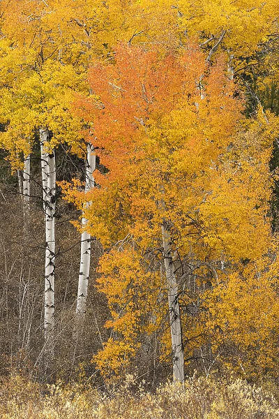 Autumn view of willows and aspen trees along shoreline of Two Ocean Lake, Grand Teton National Park, Wyoming
