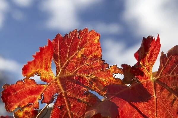 Autumn Vine Leaves, Domain Road Vineyard, Bannockburn, Central Otago, South Island
