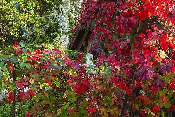 Autumn vines, Korana Village, Plitvice Lakes National Park, Croatia