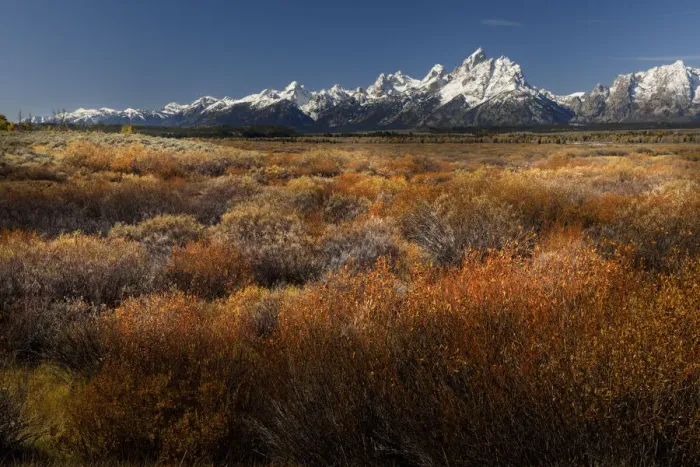 Framed Print : Autumn willows and Teton range, Grand Teton National Park, Wyoming Framed Print : Autumn willows and Teton range, Grand Teton National Park, Wyoming