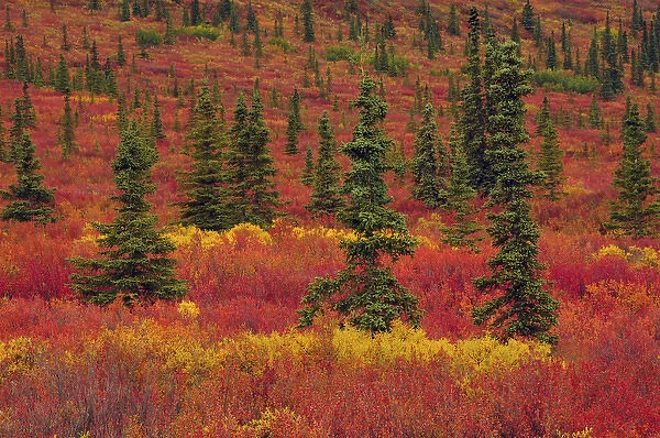 Autumnon the Taiga; Denali National Park; Alaska; USA