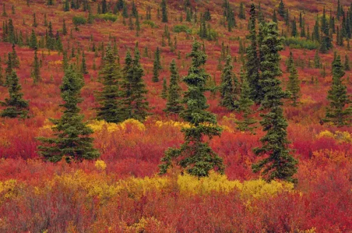 Framed Print : Autumnon the Taiga; Denali National Park; Alaska; USA Framed Print : Autumnon the Taiga; Denali National Park; Alaska; USA