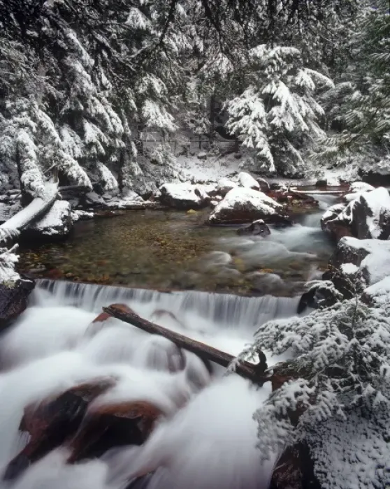 Framed Print : Avalanche gorge with fresh snowfall in Glacier National Park, Montana, USA Framed Print : Avalanche gorge with fresh snowfall in Glacier National Park, Montana, USA