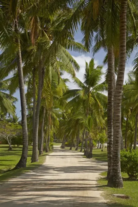 Framed Print : Avenue of Palms, Musket Cove Island Resort, Malolo Lailai Island, Mamanuca Islands