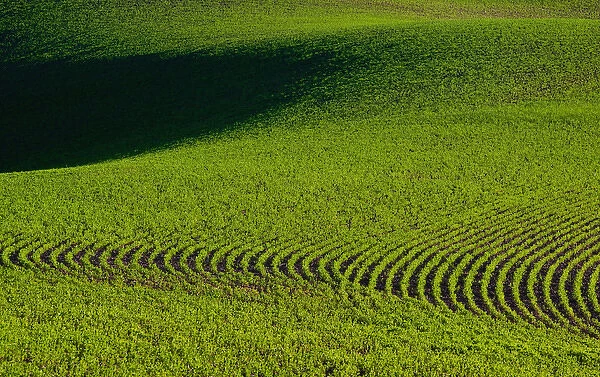Aview of a farm field in the Palouse east of St John Washington State