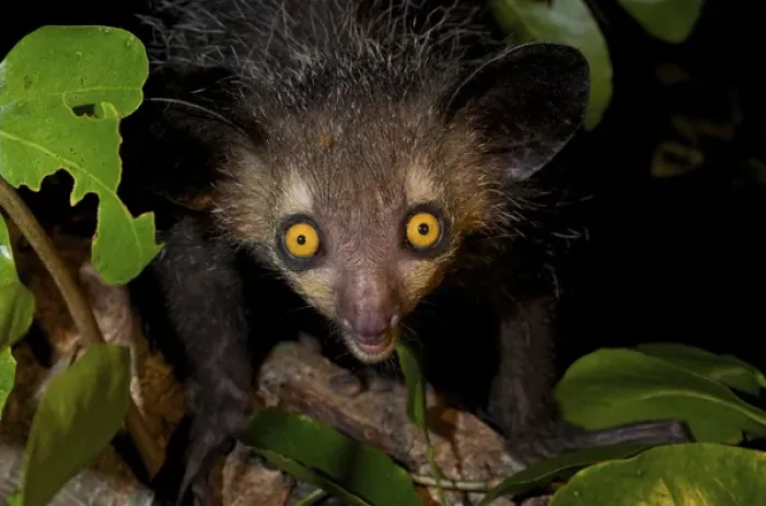 Framed Print : Aye-aye, (Daubentonia madagascariensis), Eastern Madagascar Framed Print : Aye-aye, (Daubentonia madagascariensis), Eastern Madagascar