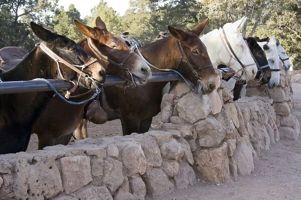 AZ, Arizona, Grand Canyon National Park, South Rim, mules waiting to descend the