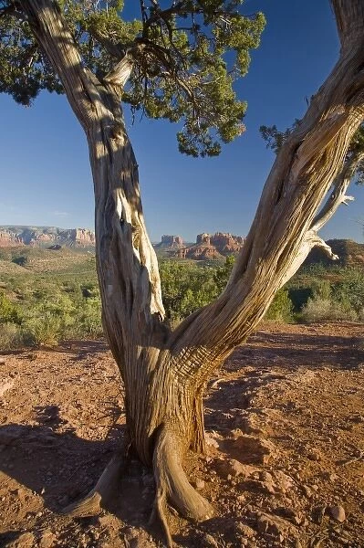 AZ, Arizona, Sedona, Red Rock Country, Old Juniper tree, Cathedral Rock in the background