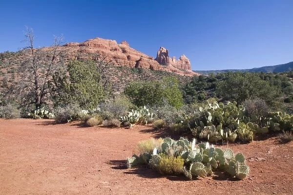 AZ, Arizona, Sedona, Red Rock Country, Prickly Pear Cactus, Camel Rock in the background
