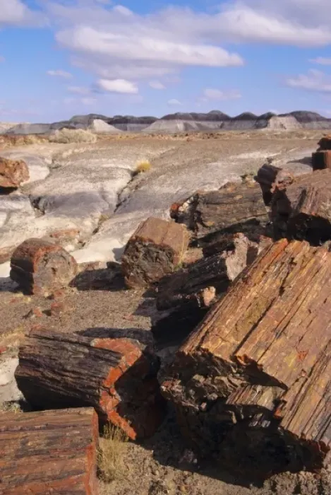 Framed Print : AZ: Petrified Forest National Park, Agate Bridge, close view of petrified segments