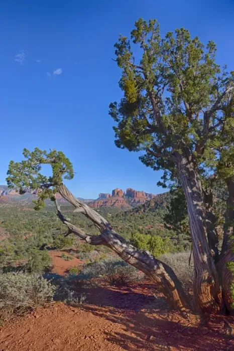Framed Print : AZ, Sedona, Red Rock Country, Juniper tree and Cathedral Rock Framed Print : AZ, Sedona, Red Rock Country, Juniper tree and Cathedral Rock