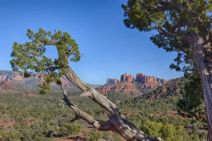 Framed Print : AZ, Sedona, Red Rock Country, Juniper tree and Cathedral Rock Framed Print : AZ, Sedona, Red Rock Country, Juniper tree and Cathedral Rock