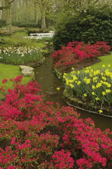 Framed Print : Azalea and daffodil garden, Keukenhof Gardens; Lisse; Netherlands, Holland