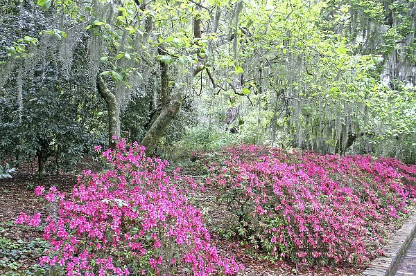 Azalea flowering and Spanish moss in oak trees at Alfred Maclay Gardens State Park