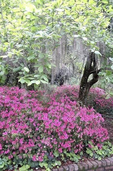 Azalea flowering and Spanish moss in oak trees at Alfred Maclay Gardens State Park Tallahassee