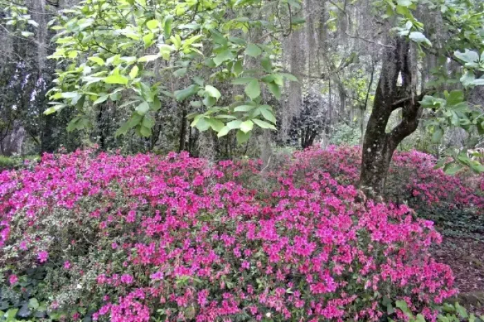 Framed Print : Azalea flowering and Spanish moss in oak trees at Alfred Maclay Gardens State Park Tallahassee Framed Print : Azalea flowering and Spanish moss in oak trees at Alfred Maclay Gardens State Park Tallahassee
